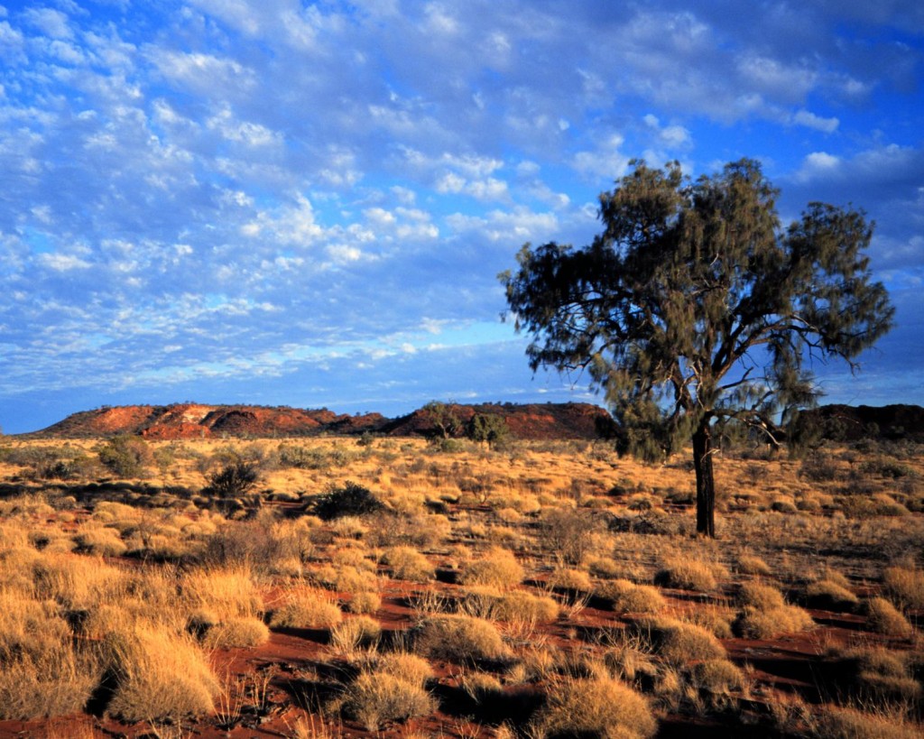 outback outback